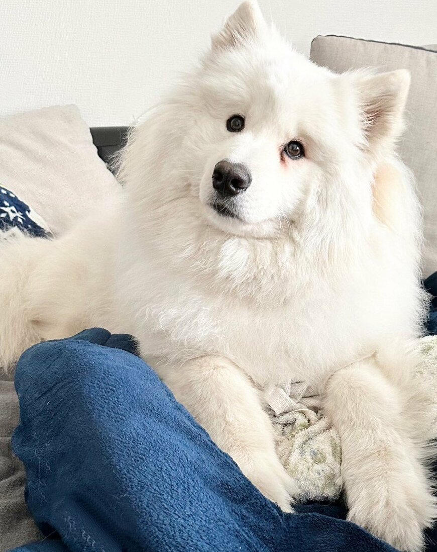 出所：@samoedsoran