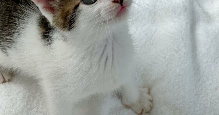 出所：@Saeroyi_cat