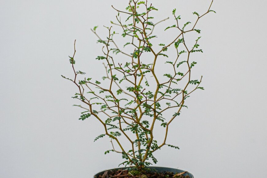 Yasmina Toba/shutterstock.com