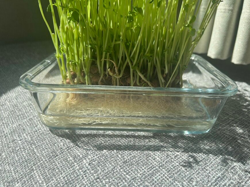 水は根だけがつかるくらい