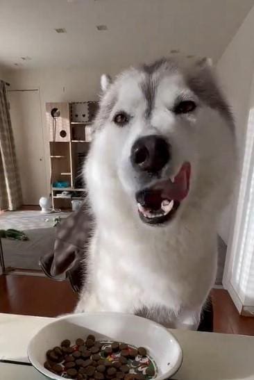 出所：@Livewithhusky