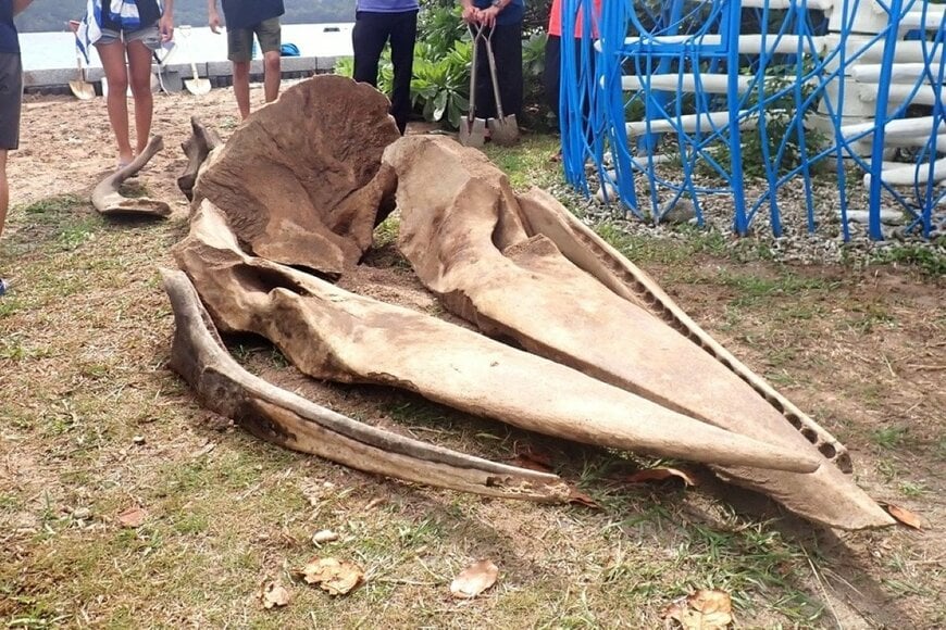 【小笠原諸島】土に埋められた「推定10mの巨大海洋生物」を掘り出す　とてつもない大きさに思わず目を疑う