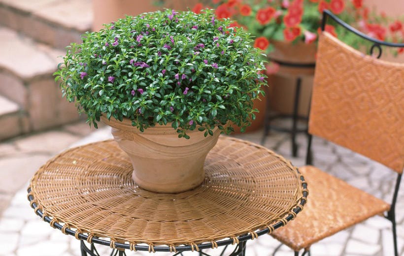 出所：サントリーフラワーズ　ミンティア