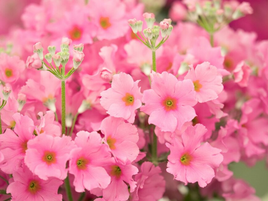 プリムラ・マラコイデス　y-studio/istockphoto.com