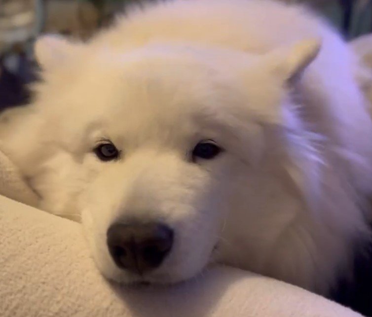 出所：@samoedsoran