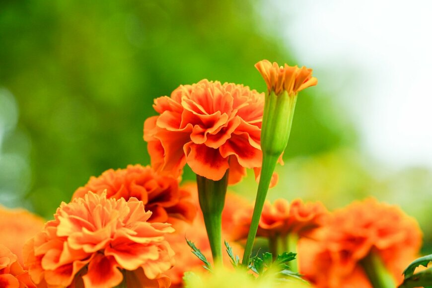 マリーゴールド　　Mercury Green/shutterstock.com