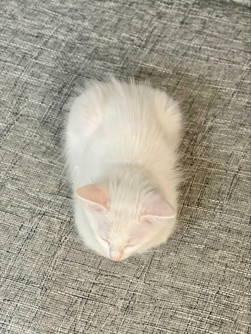 出所：@meltube_cat 