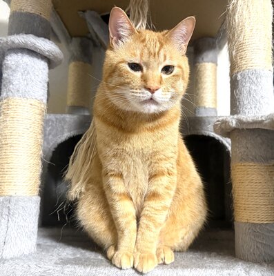 出所：@Beercat_Ana_Dar