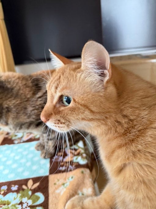 出所：@Adonis_Beginner