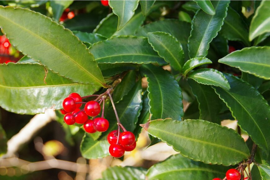 Honki Kumanyan/Shutterstock.com