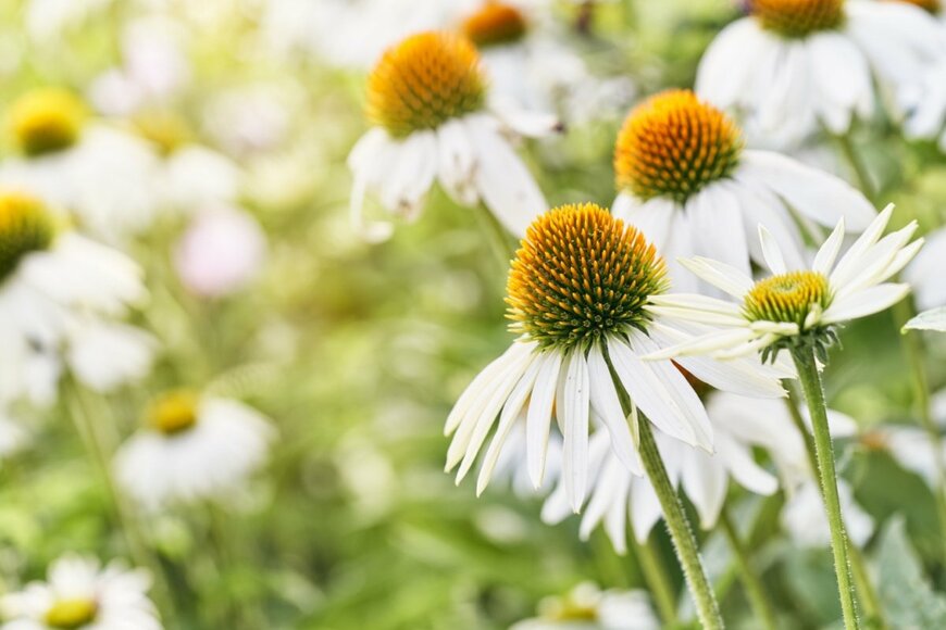 Marek Walica/shutterstock.com