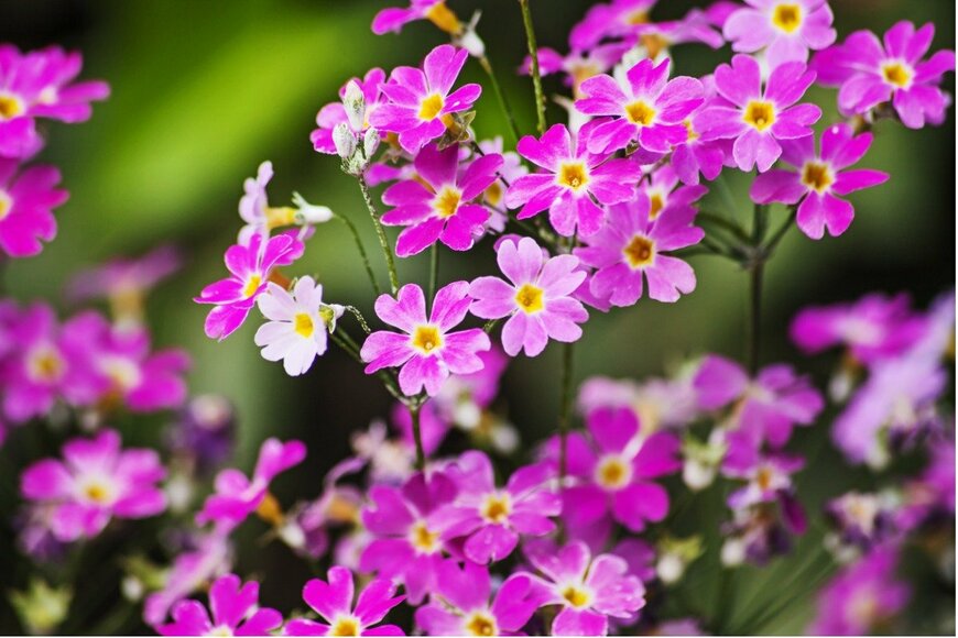 プリムラ・マラコイデス　kobuspeche/istockphoto.com