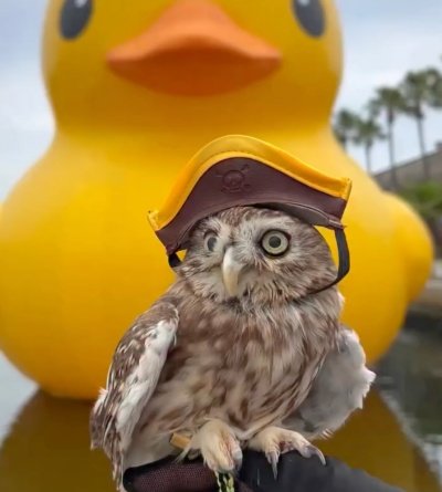 【海賊フクロウ】巨大なアヒルに立ち向かう！？船長の帽子をかぶる姿が可愛すぎる！