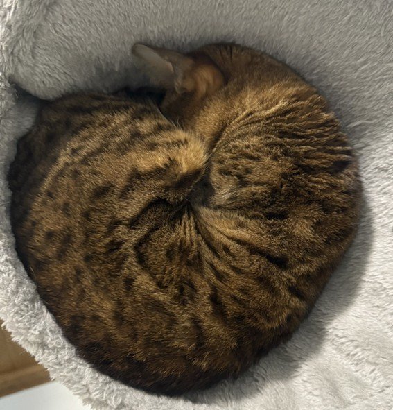 出所：@Beercat_Ana_Dar