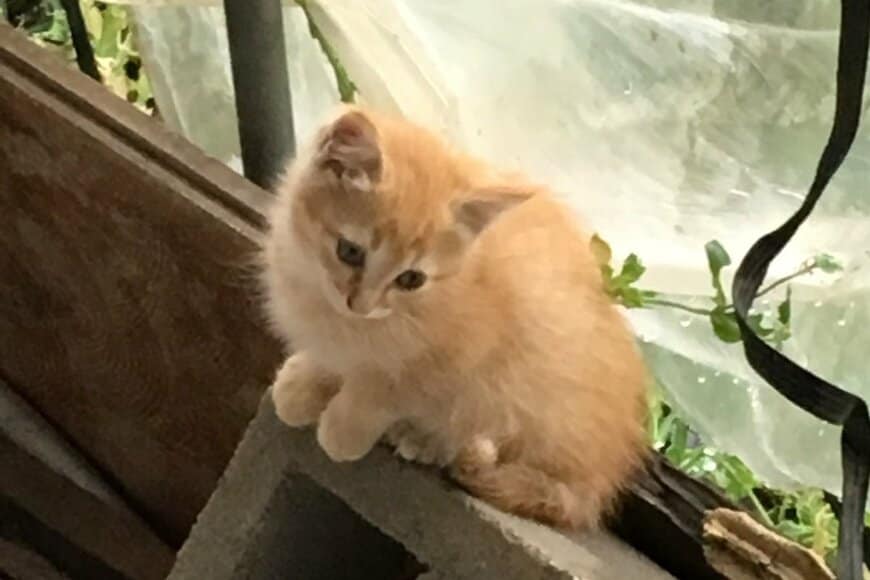 10年前…生後1カ月で庭から保護した猫 「激しい」ビフォーアフターに「なんとまあ立派に巨大化して！」の声