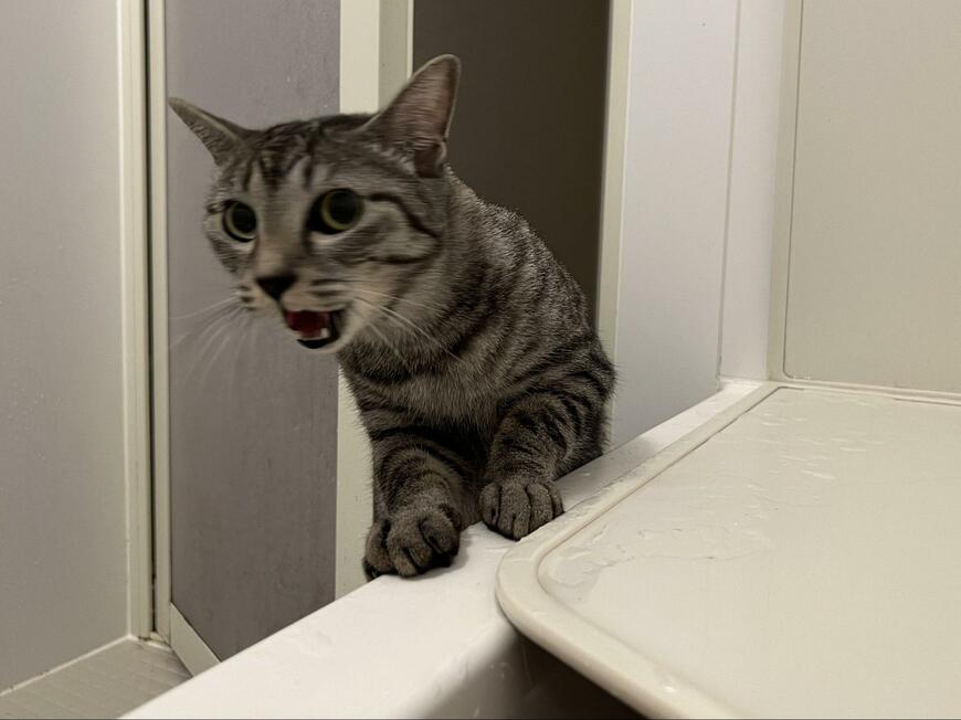 風呂に入る飼い主に驚いた猫　思わず笑ってしまう反応に約9000いいね「助けニャイとー！！」