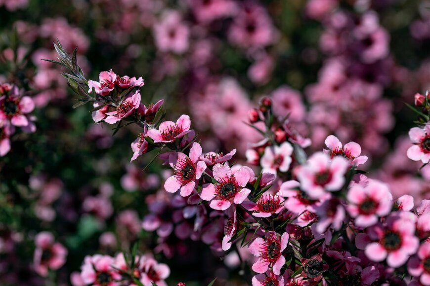 冬～春のガーデニングで育てる「ギョリュウバイ」ピンクや白の小花がカワイイ！