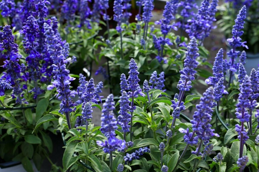 ブルーサルビアの花が群生している。色は濃い青紫