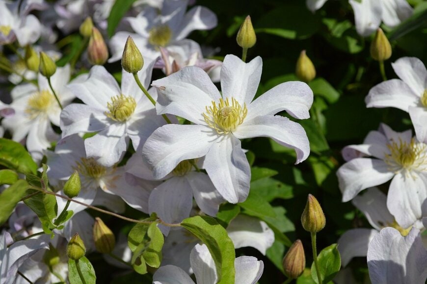 白い花を咲かせている、フルディーン