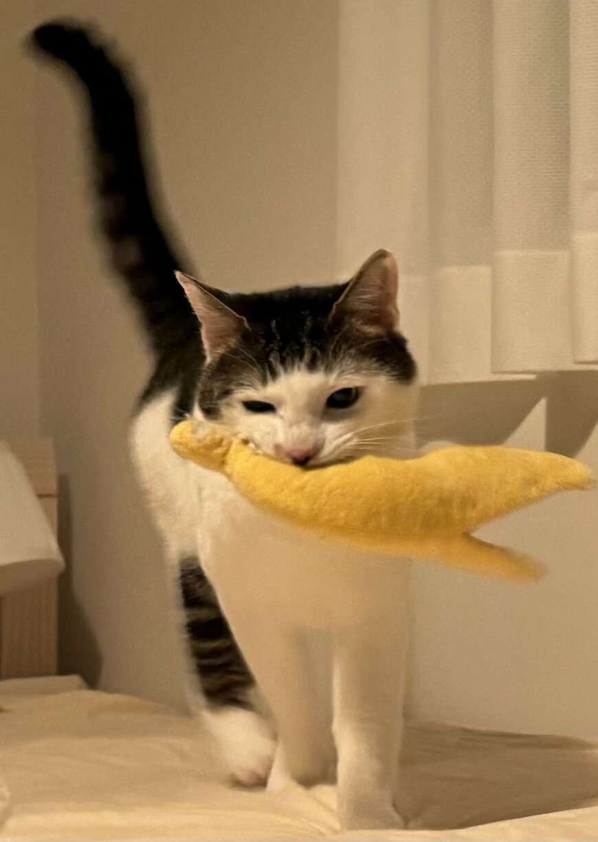 ぬいぐるみと猫