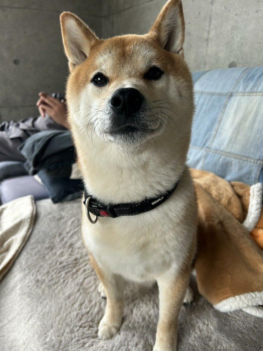 実家の犬