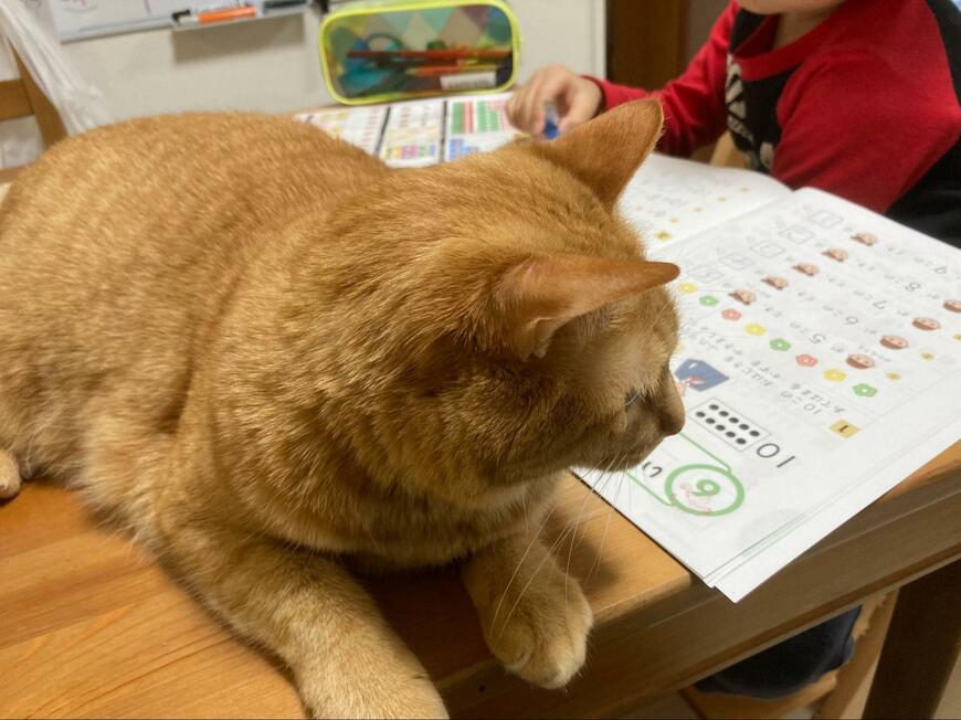 テーブルの上の猫