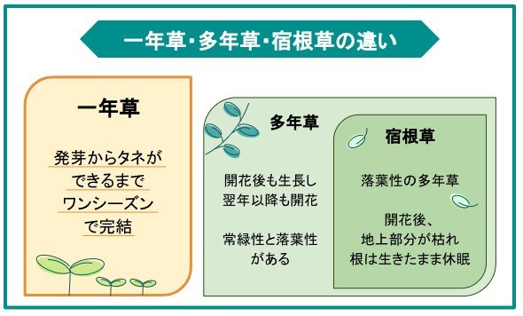 一年草、多年草、宿根草の違いとは