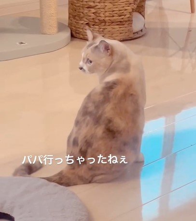 振り返る猫