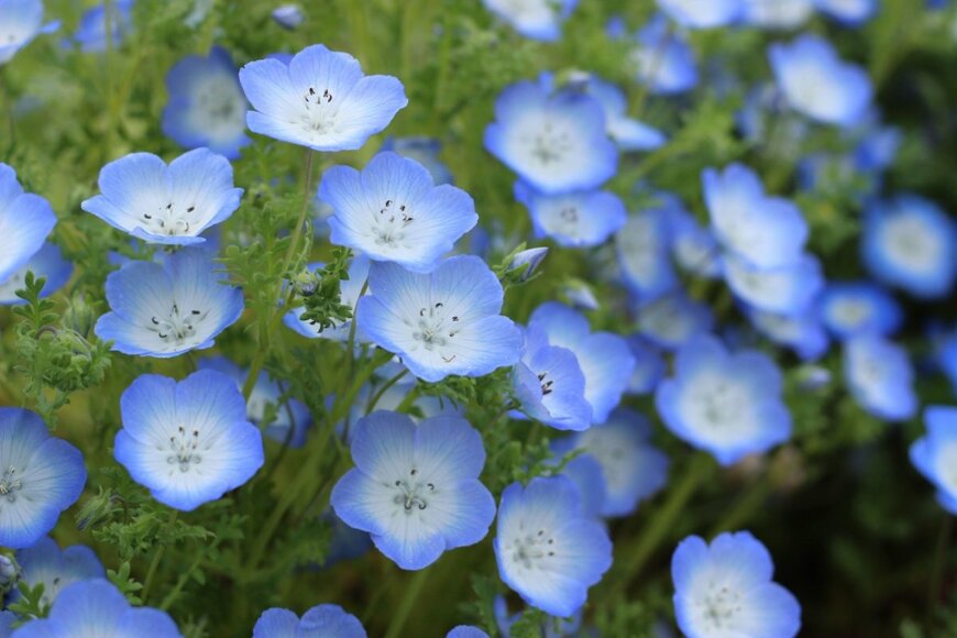 ブルーの花を咲かせているネモフィラ