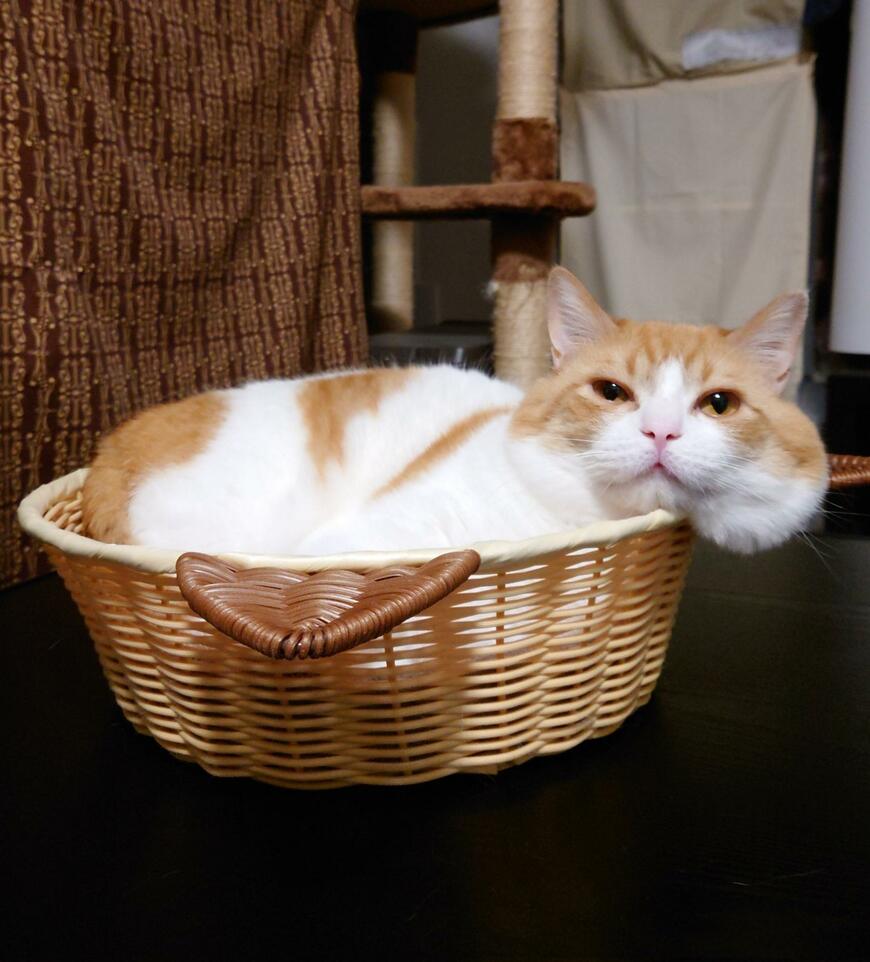 はみ出す猫の顔