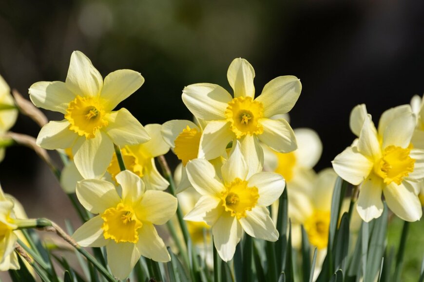 花びらがクリーム色、花の中央が黄色の、スイセンの花。