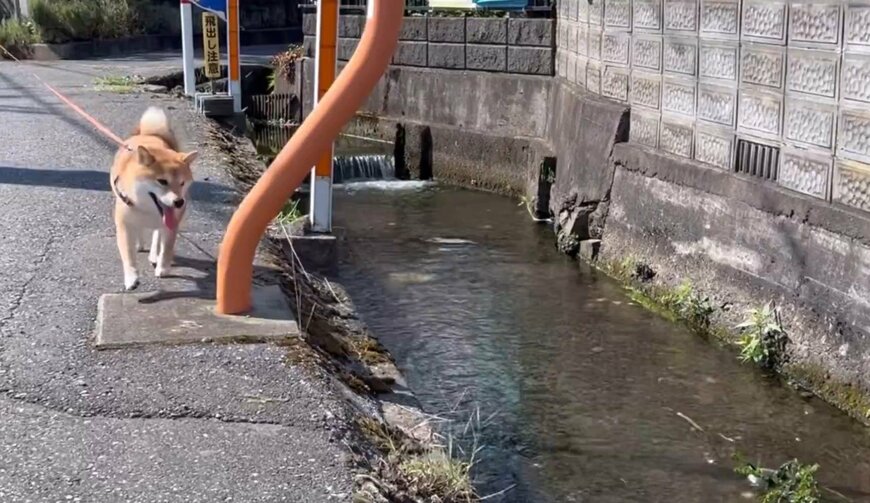 柴犬と水路