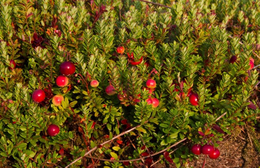 赤く熟した丸い実を小さな葉の間からのぞかせているクランベリー