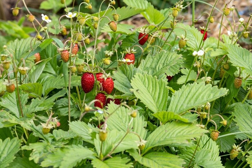 赤い実を付けている、ワイルドストロベリー