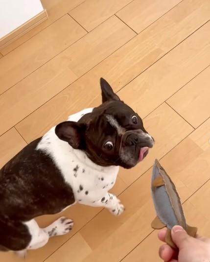 おもちゃを見つめる犬