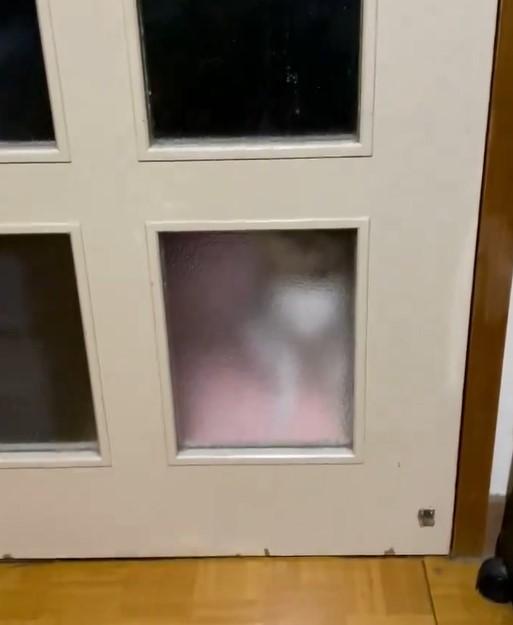 ドア越しの猫