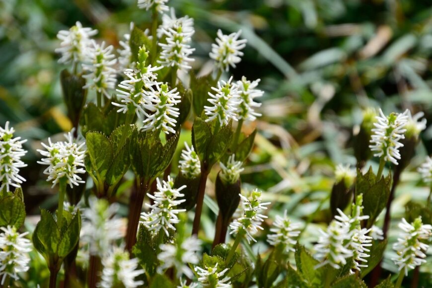 ヒトリシズカの花。