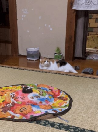 おもちゃよりお父さんが好きな猫