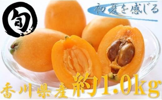 香川県産びわ(なつたより) 約1.0kg