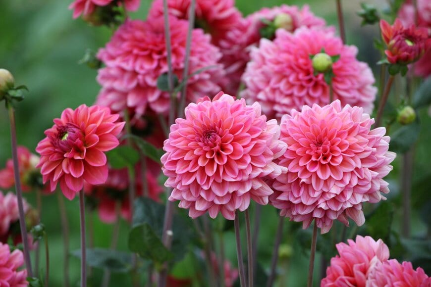 ピンクの花を咲かせている、ダリア