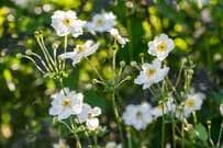【節約ガーデニング】植えっぱなしで一年中白い花が咲く「ホワイトガーデン」多年草・低木10選 