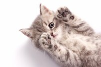 【ライフコースごとの年金一覧表】働き方でここまで変わるとは！厚生年金・国民年金の目安額