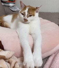 お手手が長い猫ちゃん、予想外の一発芸を披露→思わず二度見するバランス感覚が大反響