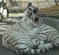 【東武動物公園】もっとこっち向いて欲しい...！美人すぎるホワイトタイガー「ハク」の振り返りショットに悶絶（埼玉県）