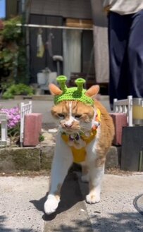 エイリアンの帽子をかぶってレッツゴー！お散歩大好きな猫ちゃんに「かわいすぎる」の声続出