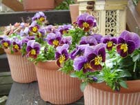 わが家の庭で、冬の花パンジー＆ビオラを「モリモリ大きく咲かせる」コツ3つ。玄関やベランダを一鉢で華やかに！