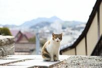 【優しさの街】広島県の果物店で寝転がる猫　まったりくつろぐ様子に「こんな景色に出くわしたい」