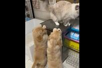 姉猫と遊びたい生後2ヶ月の子犬「待って～！」1本の動画に反響