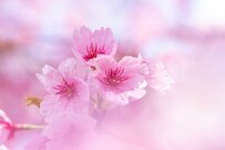 【6月支給分から年金が増えるって本当？】60歳～89歳「厚生年金と国民年金」平均受給月額を1歳刻みで紹介