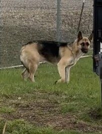 下水処理施設へ迷い込んだ犬を保護　人々の優しさで心を開き始め…幸せな展開に「なんて素敵」「諦めないでくれてありがとう」
